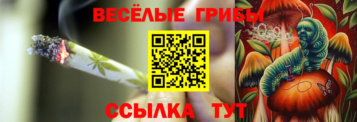 Галлюциногенные грибы Psilocybe Саянск